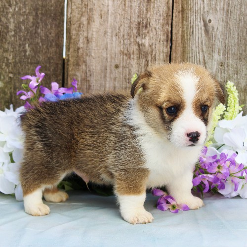 puppy, for, sale, Pembroke Welsh Corgi, Rueben  Fisher, dog, breeder, Narvon, PA, dog-breeder, puppy-for-sale, forsale, nearby, find, puppyfind, locator, puppylocator, aca