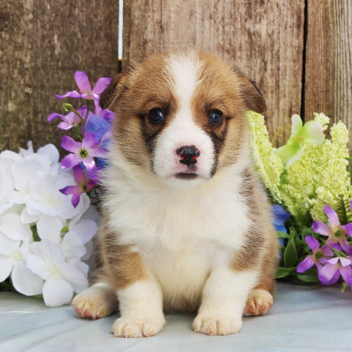 puppy, for, sale, Pembroke Welsh Corgi, Rueben  Fisher, dog, breeder, Narvon, PA, dog-breeder, puppy-for-sale, forsale, nearby, find, puppyfind, locator, puppylocator, aca