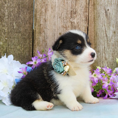 puppy, for, sale, Pembroke Welsh Corgi, Rueben  Fisher, dog, breeder, Narvon, PA, dog-breeder, puppy-for-sale, forsale, nearby, find, puppyfind, locator, puppylocator, aca