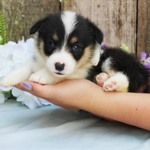 puppy, for, sale, Pembroke Welsh Corgi, Rueben  Fisher, dog, breeder, Narvon, PA, dog-breeder, puppy-for-sale, forsale, nearby, find, puppyfind, locator, puppylocator, aca
