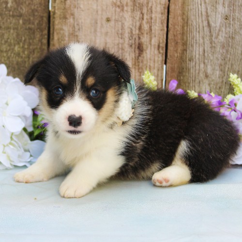 puppy, for, sale, Pembroke Welsh Corgi, Rueben  Fisher, dog, breeder, Narvon, PA, dog-breeder, puppy-for-sale, forsale, nearby, find, puppyfind, locator, puppylocator, aca