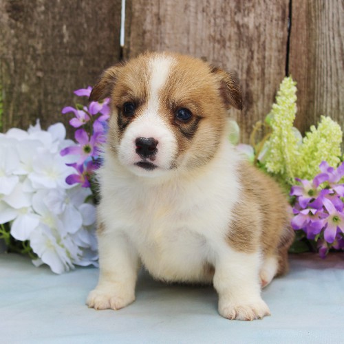 puppy, for, sale, Pembroke Welsh Corgi, Rueben  Fisher, dog, breeder, Narvon, PA, dog-breeder, puppy-for-sale, forsale, nearby, find, puppyfind, locator, puppylocator, aca