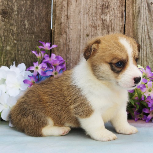 puppy, for, sale, Pembroke Welsh Corgi, Rueben  Fisher, dog, breeder, Narvon, PA, dog-breeder, puppy-for-sale, forsale, nearby, find, puppyfind, locator, puppylocator, aca
