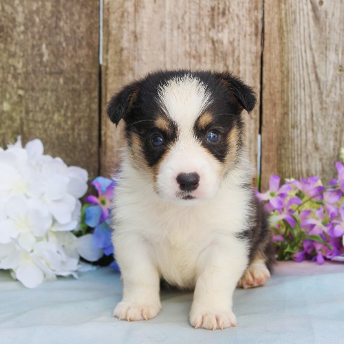 puppy, for, sale, Pembroke Welsh Corgi, Rueben  Fisher, dog, breeder, Narvon, PA, dog-breeder, puppy-for-sale, forsale, nearby, find, puppyfind, locator, puppylocator, aca