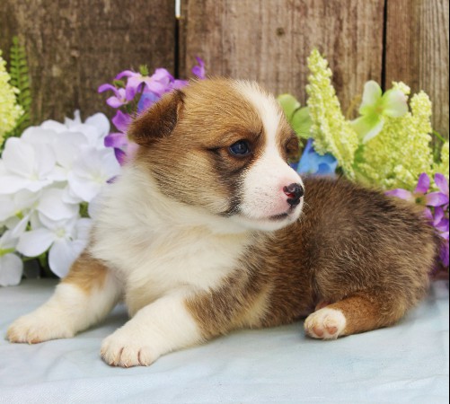 puppy, for, sale, Pembroke Welsh Corgi, Rueben  Fisher, dog, breeder, Narvon, PA, dog-breeder, puppy-for-sale, forsale, nearby, find, puppyfind, locator, puppylocator, aca
